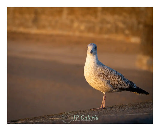Saint-Malo Ave en Malecón - JP Galería