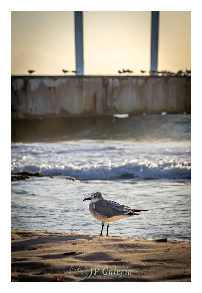 Playa del Carmen Ave en Muelle - JP Galería