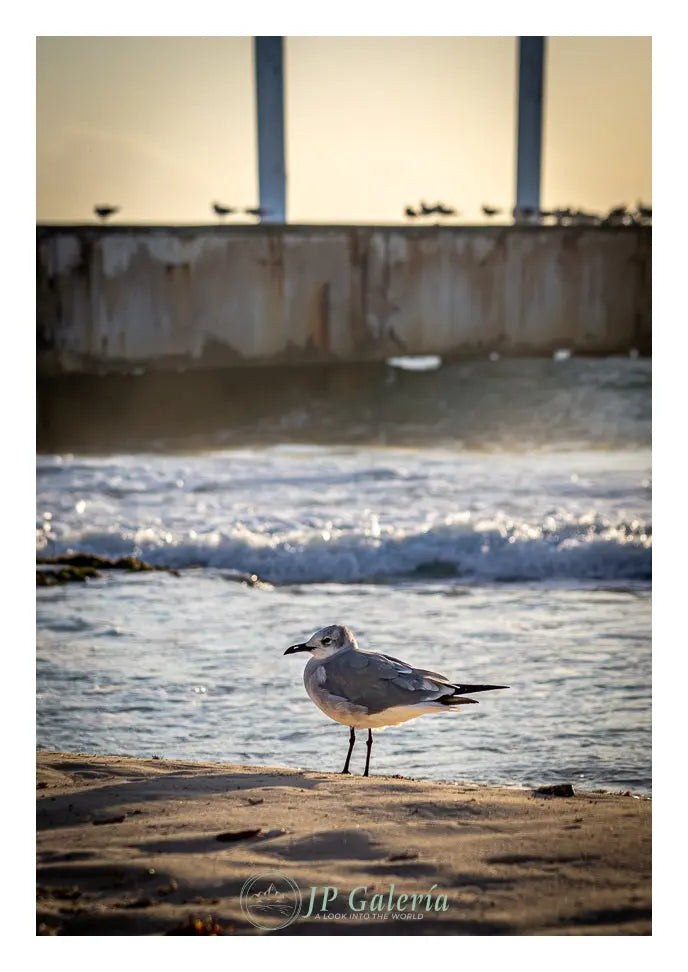 Playa del Carmen Ave en Muelle - JP Galería