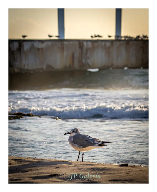 Playa del Carmen Ave en Muelle - JP Galería