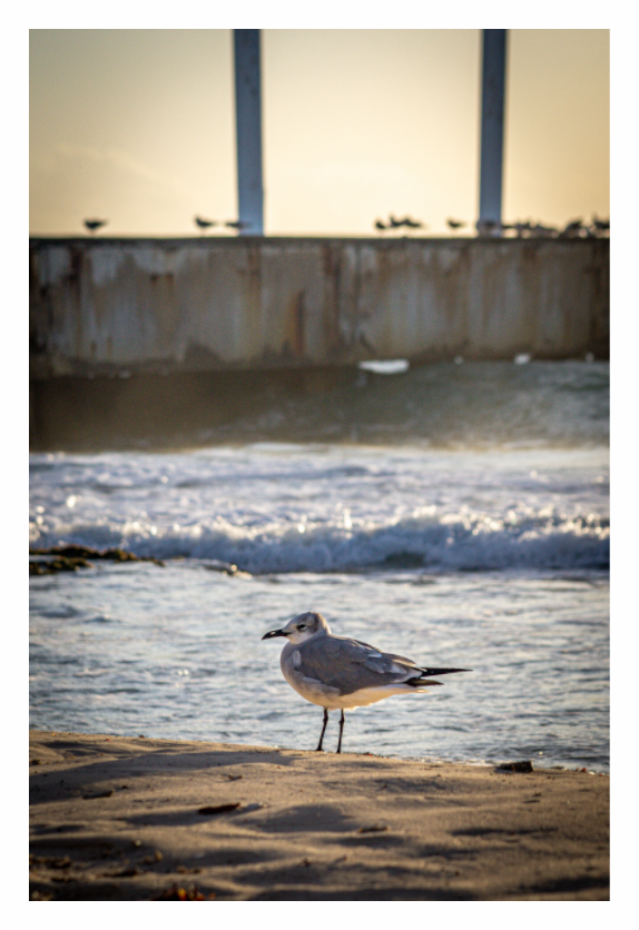Main image Playa del Carmen Ave en Muelle