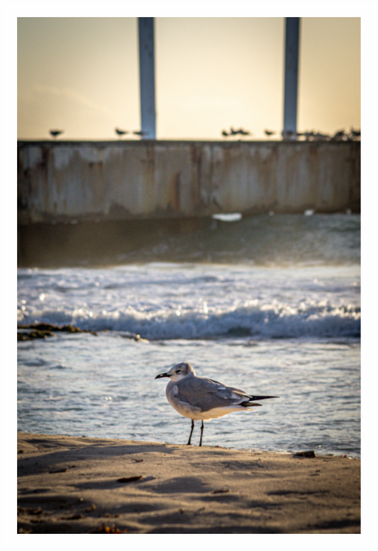 Main image Playa del Carmen Ave en Muelle