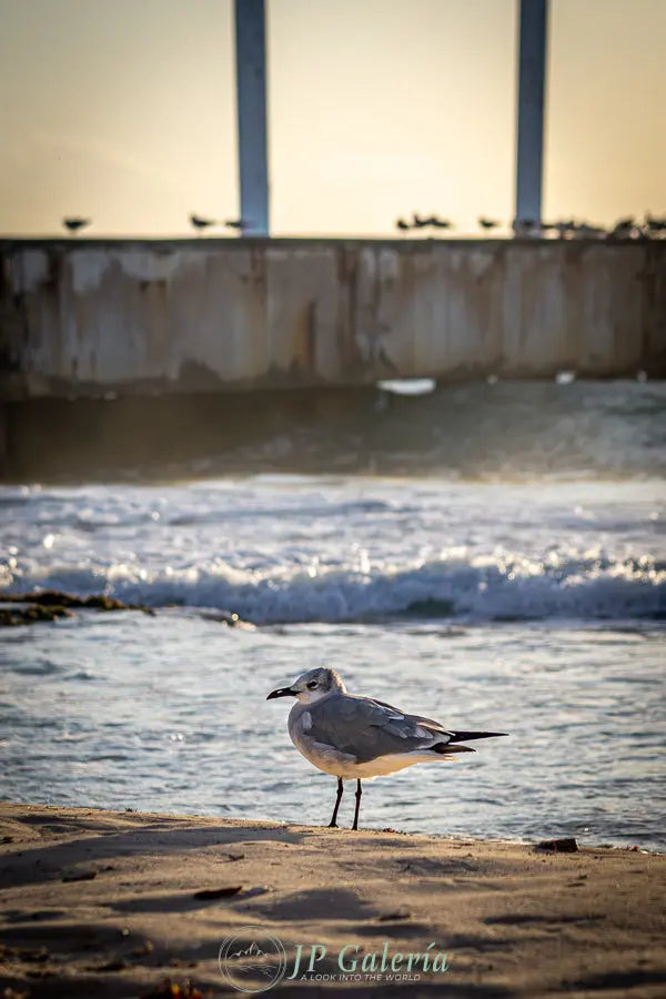 Playa del Carmen Ave en Muelle - JP Galería