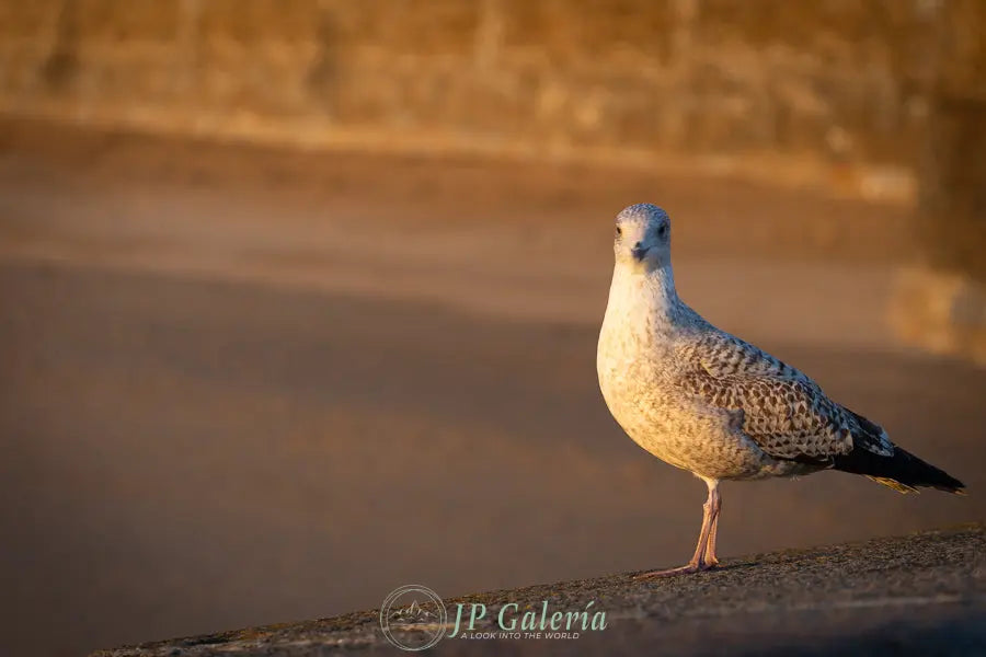 Saint-Malo Ave en Malecón - JP Galería